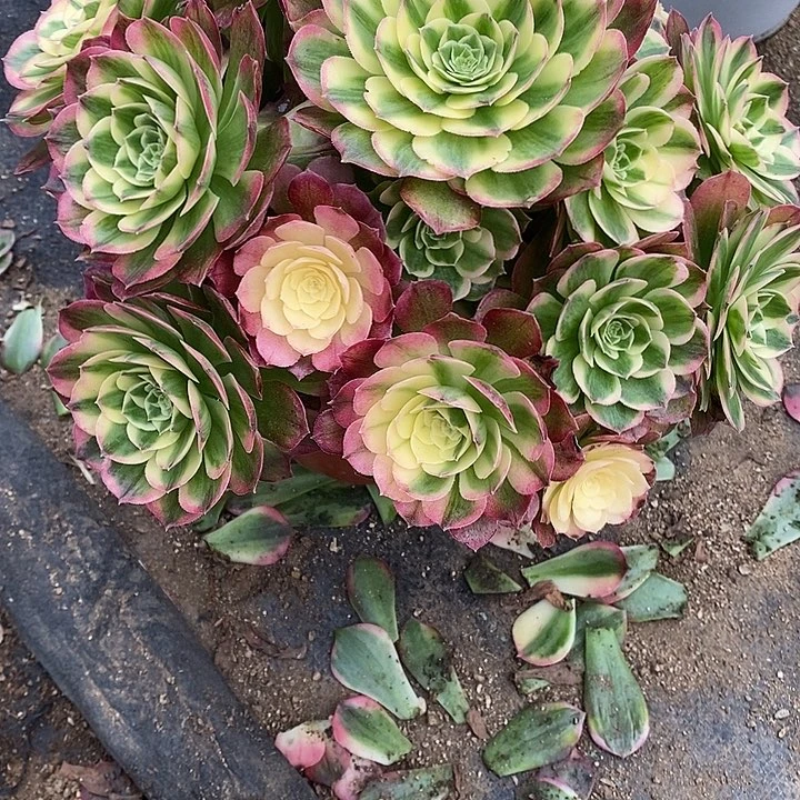 多肉植物海仙903多肉