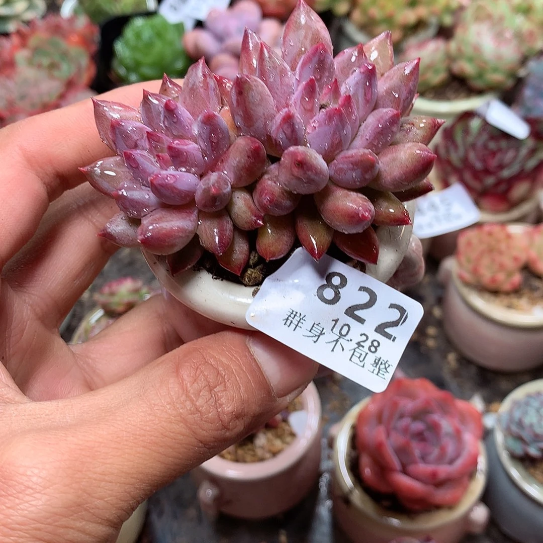 精控拇指盆10.28822