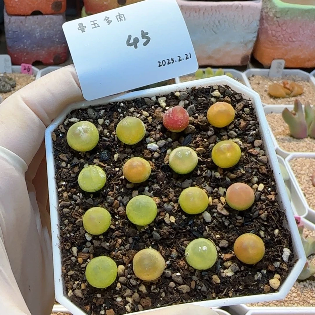 多肉多肉多肉2.21-045