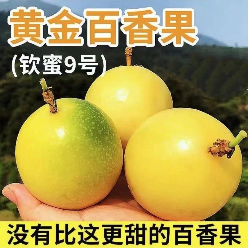 海南钦蜜九号百香果香甜多汁黄金百香果孕妇适用送开果器