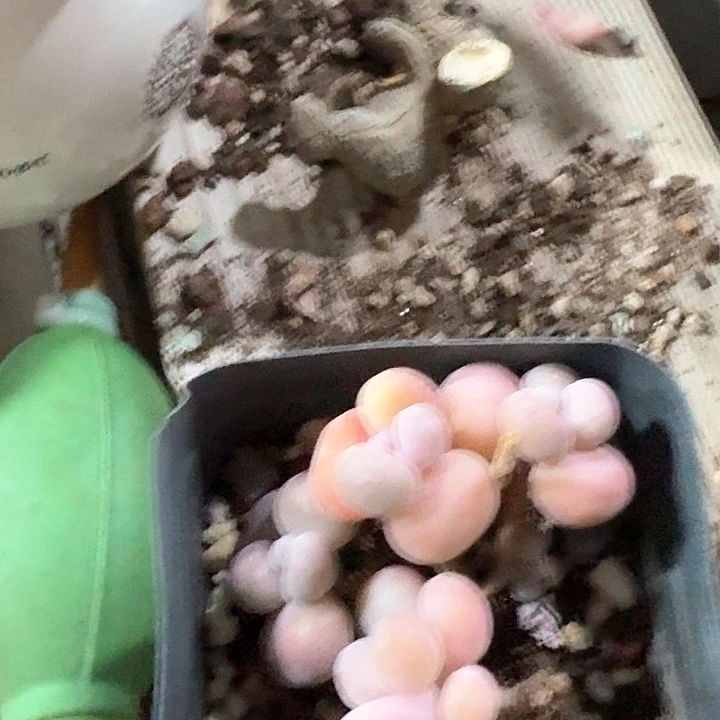 打****人cjxcbxxvvxvbbc302