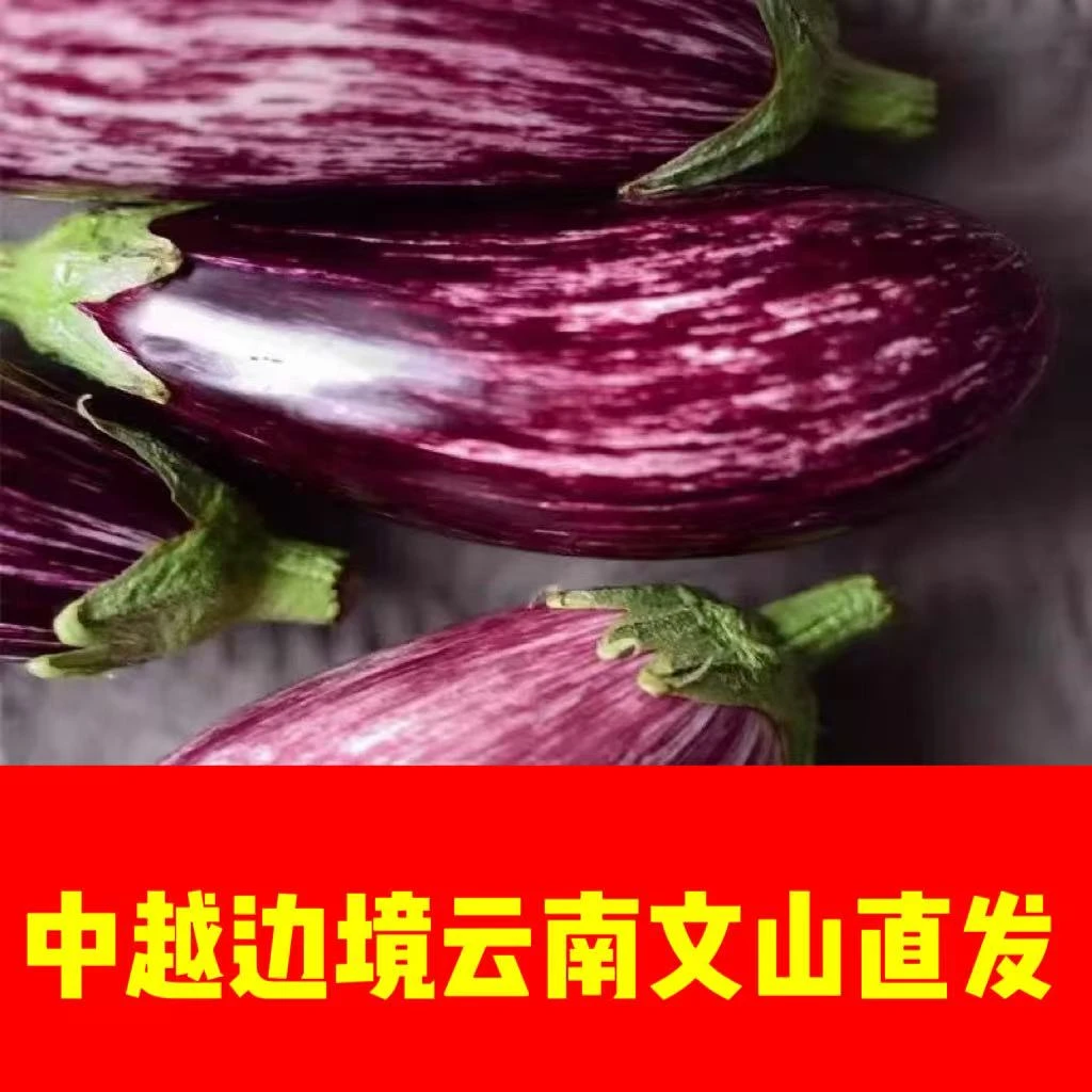 中越边境云南文山一寨一品七彩花茄子