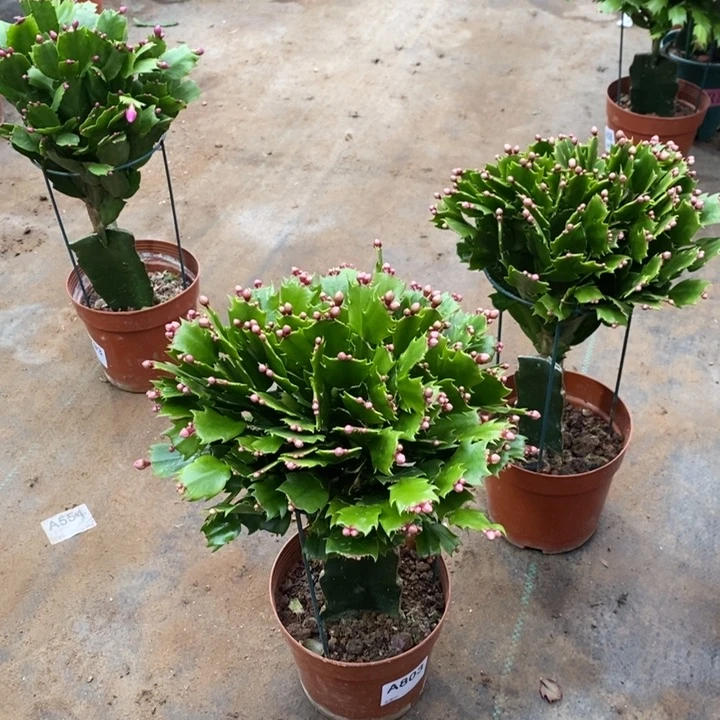 当前无花栽培后可以开花803嫁接黄索