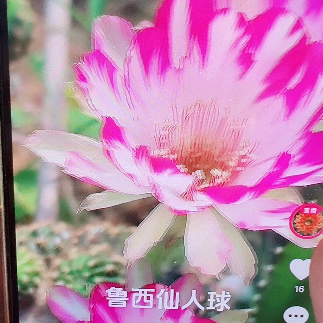 丽花 雪雁 侧芽 满20包邮