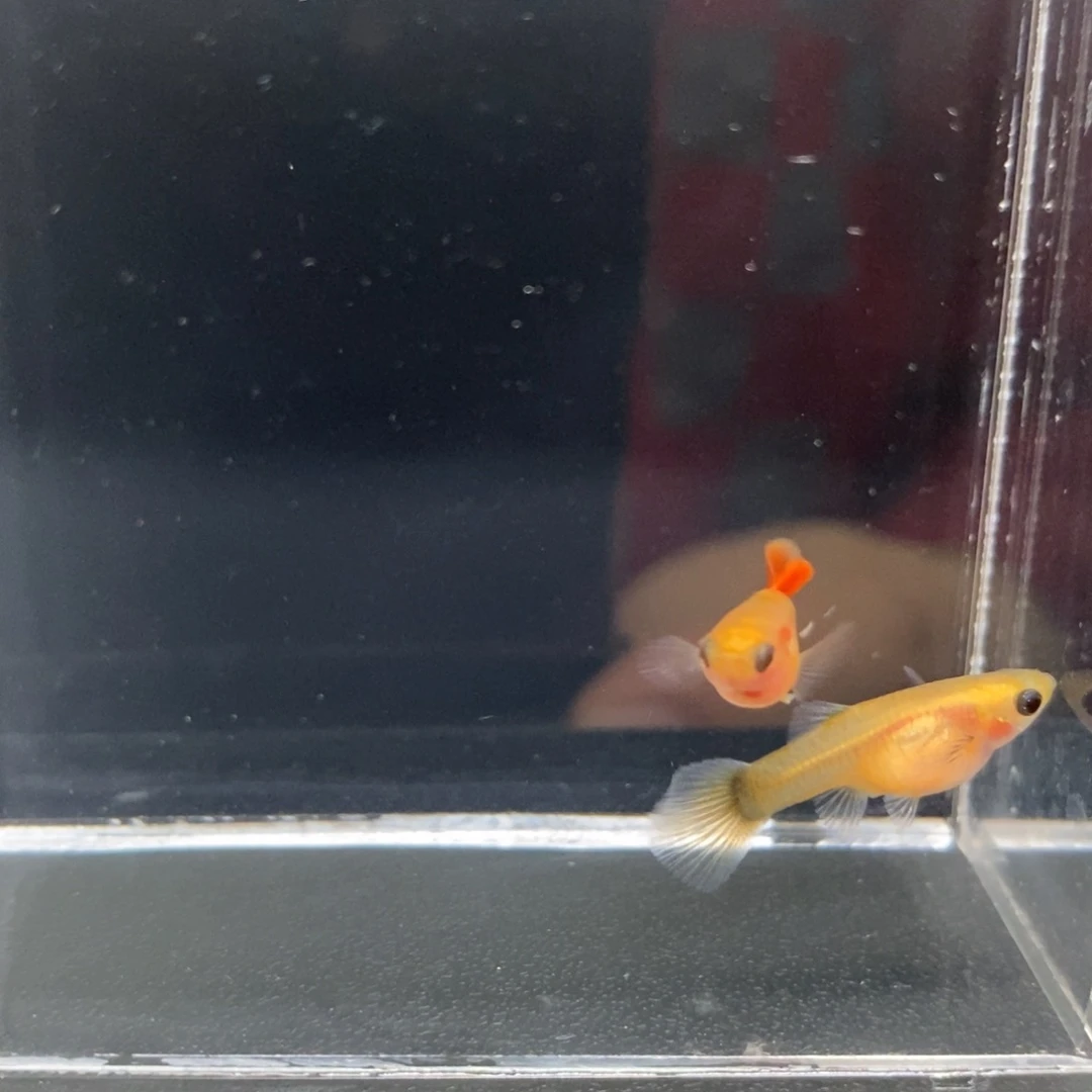 孔雀鱼黄肉礼服玻璃猫一对