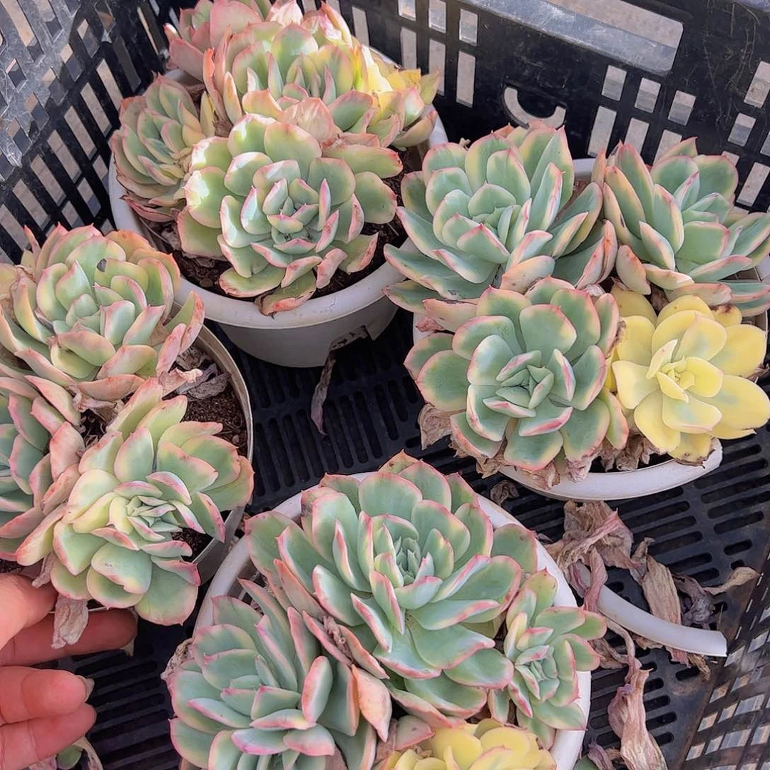 绮罗仙子锦四头起