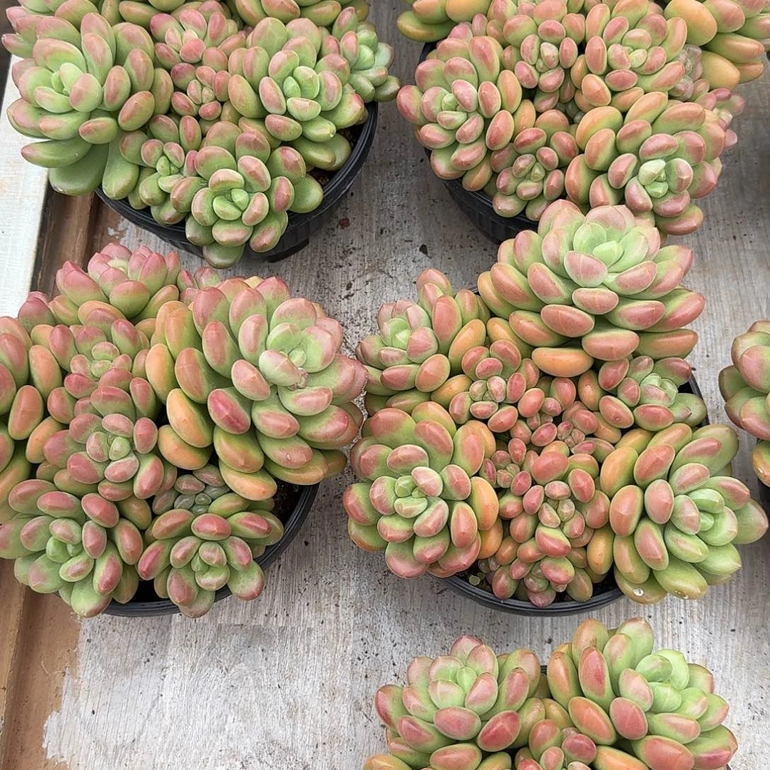 阳光玫瑰整无砍群生多肉