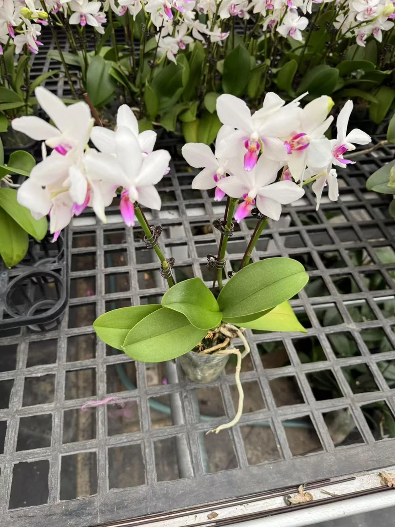 蝴蝶兰【白精灵变异】昆明直发