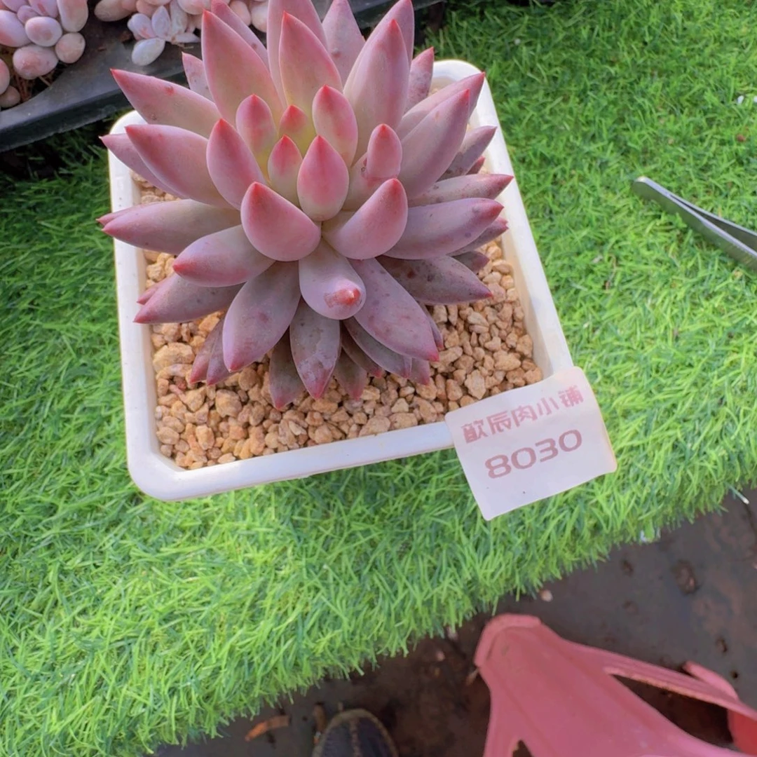 多肉植物车厘子特价8030