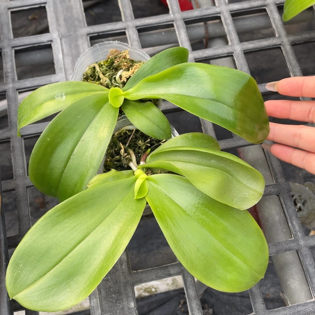 当前无花栽培后可以开花驰上专拍两颗鱼鱼交飞鹰交珍