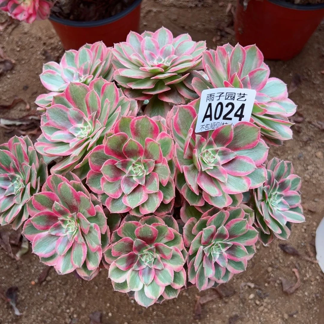 024云荷尺寸23左右