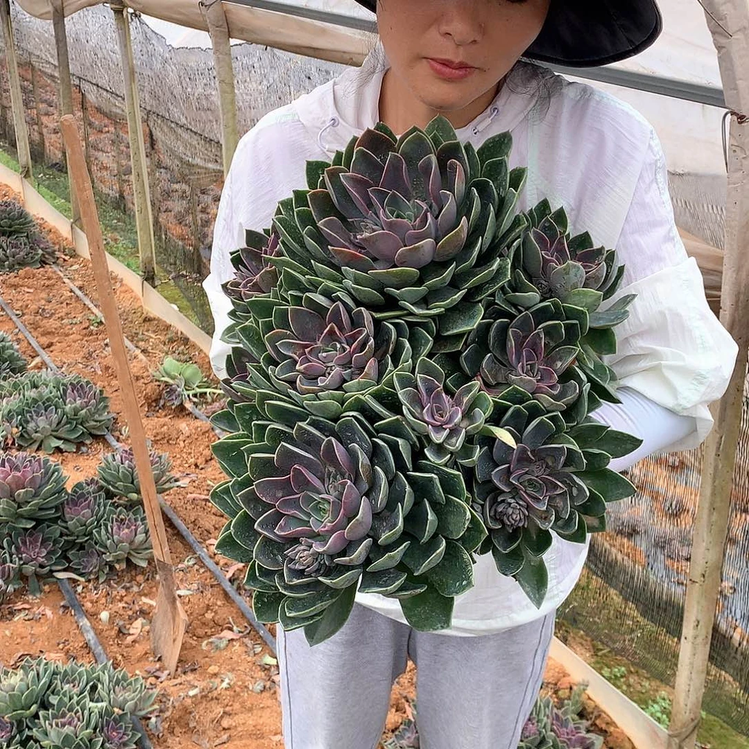 外播巨无霸琼斯多肉植物