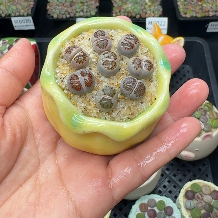 6034零下地区记得拍保温箱