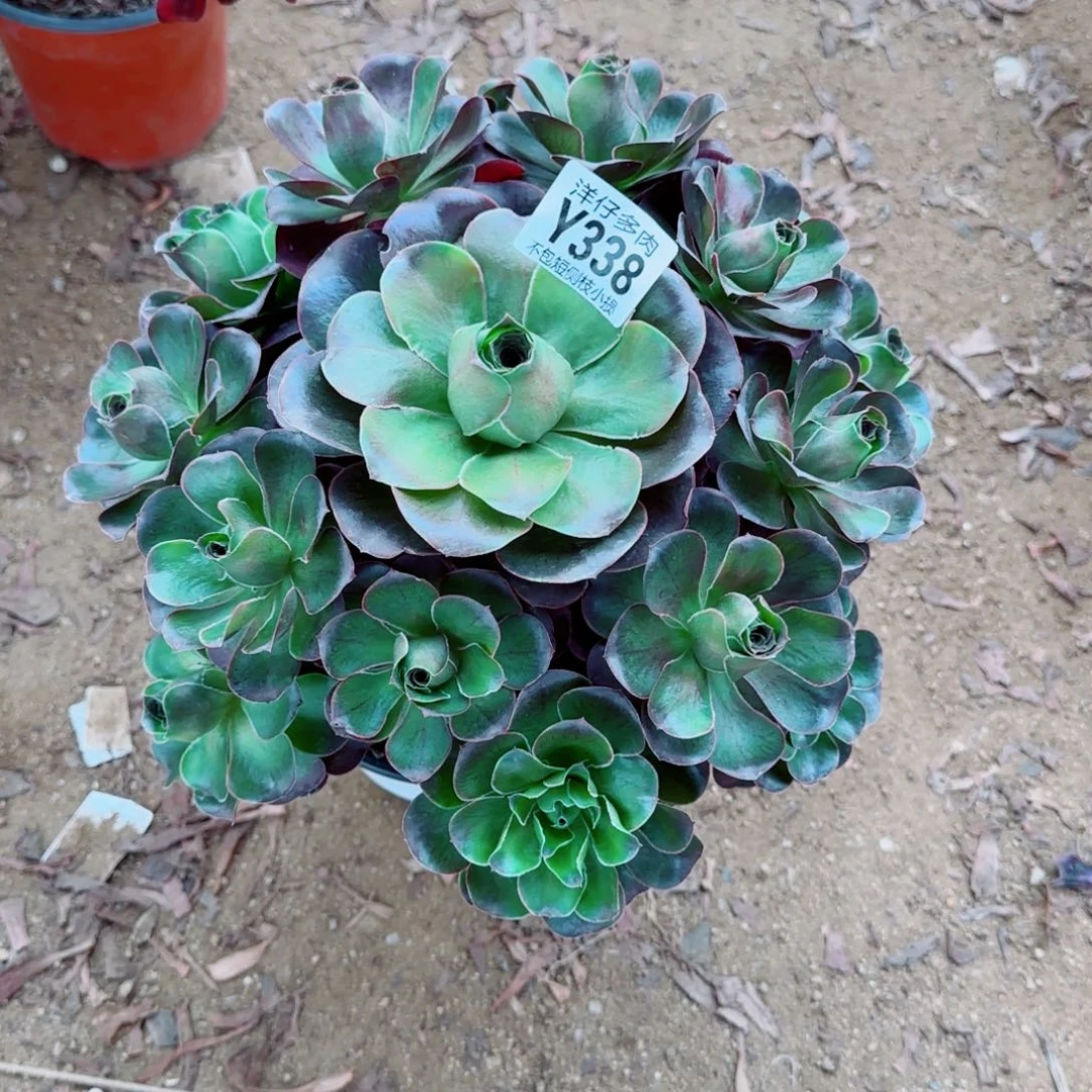 魅金玫瑰发师338冠幅26