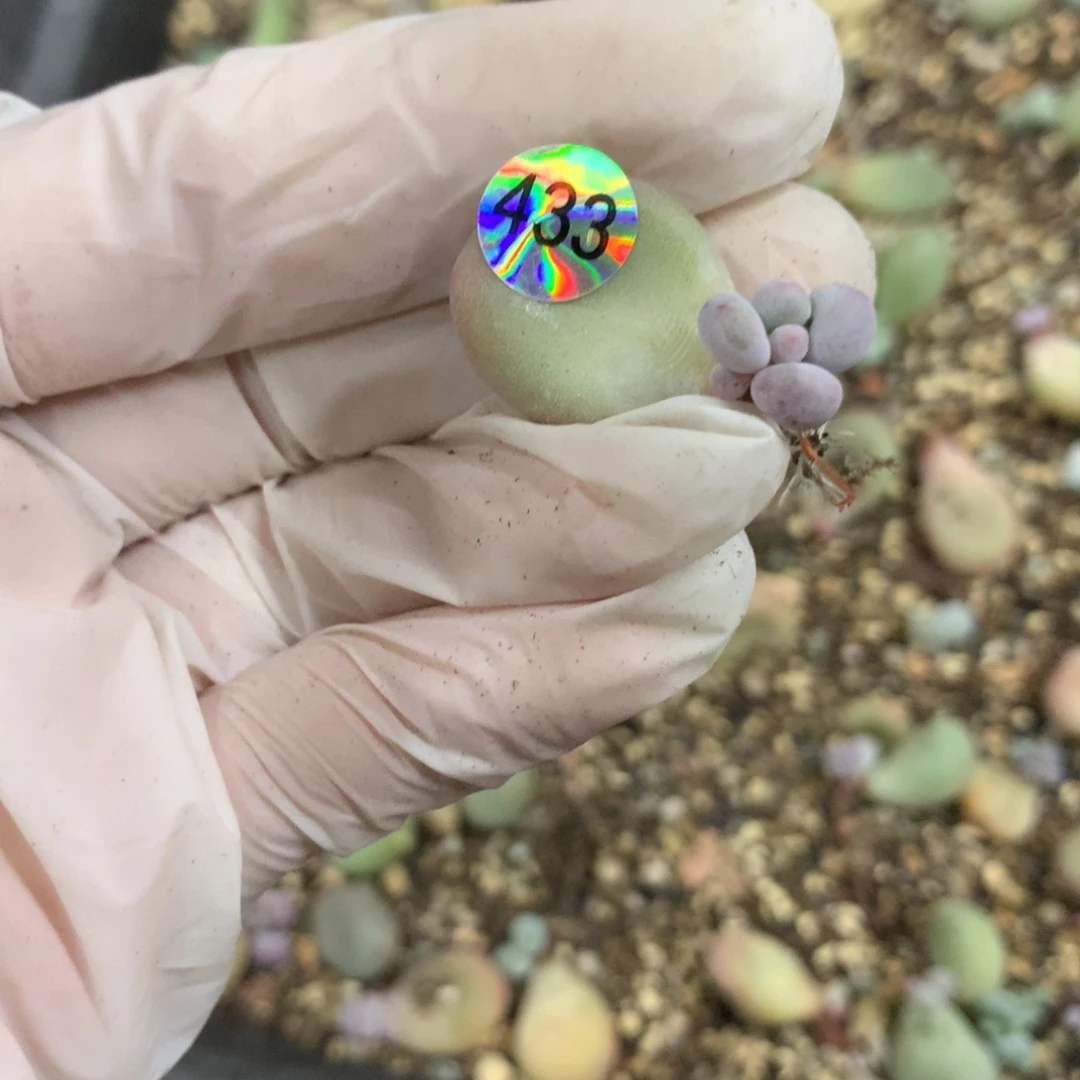 433 彩虹奶酪多肉