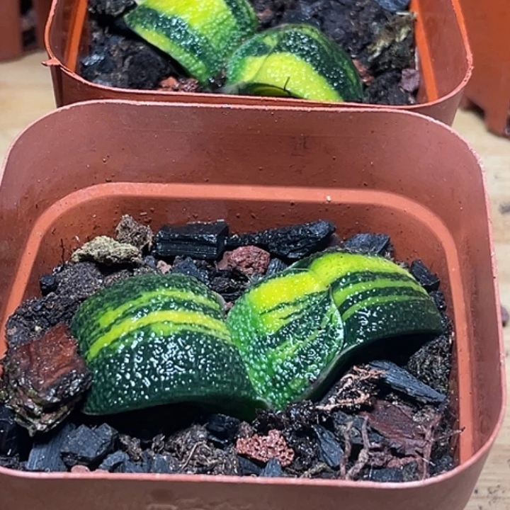 颂***歌客户专拍一物一拍