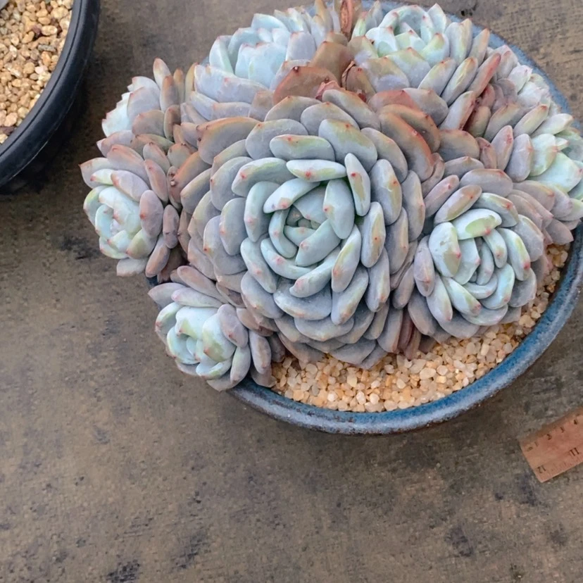 【闪购商品】行***。