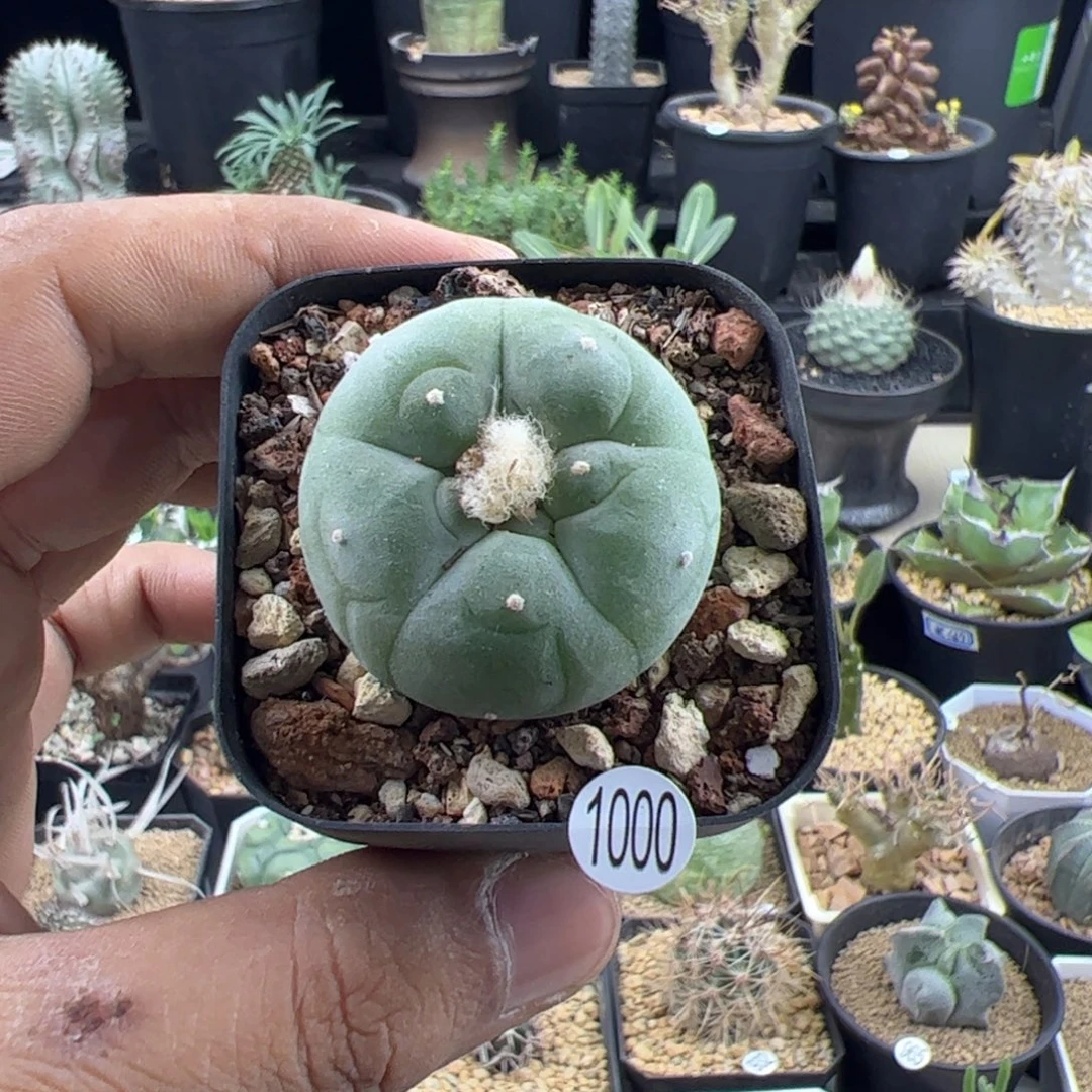 草球实生3.4一物一拍