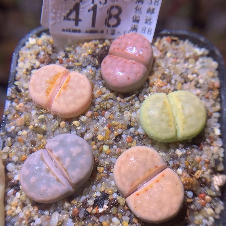 精品生石花213.418