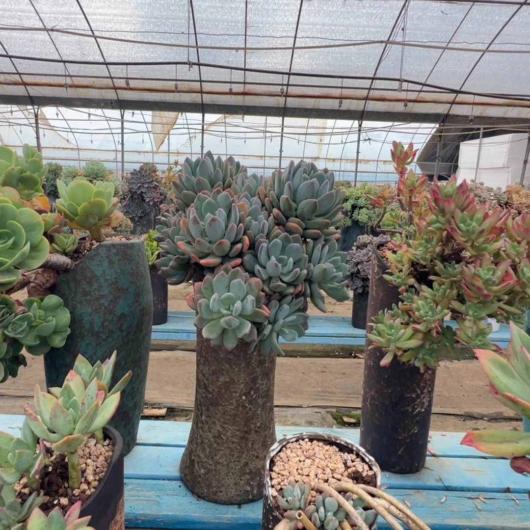 精品灰姑娘老桩 裸根