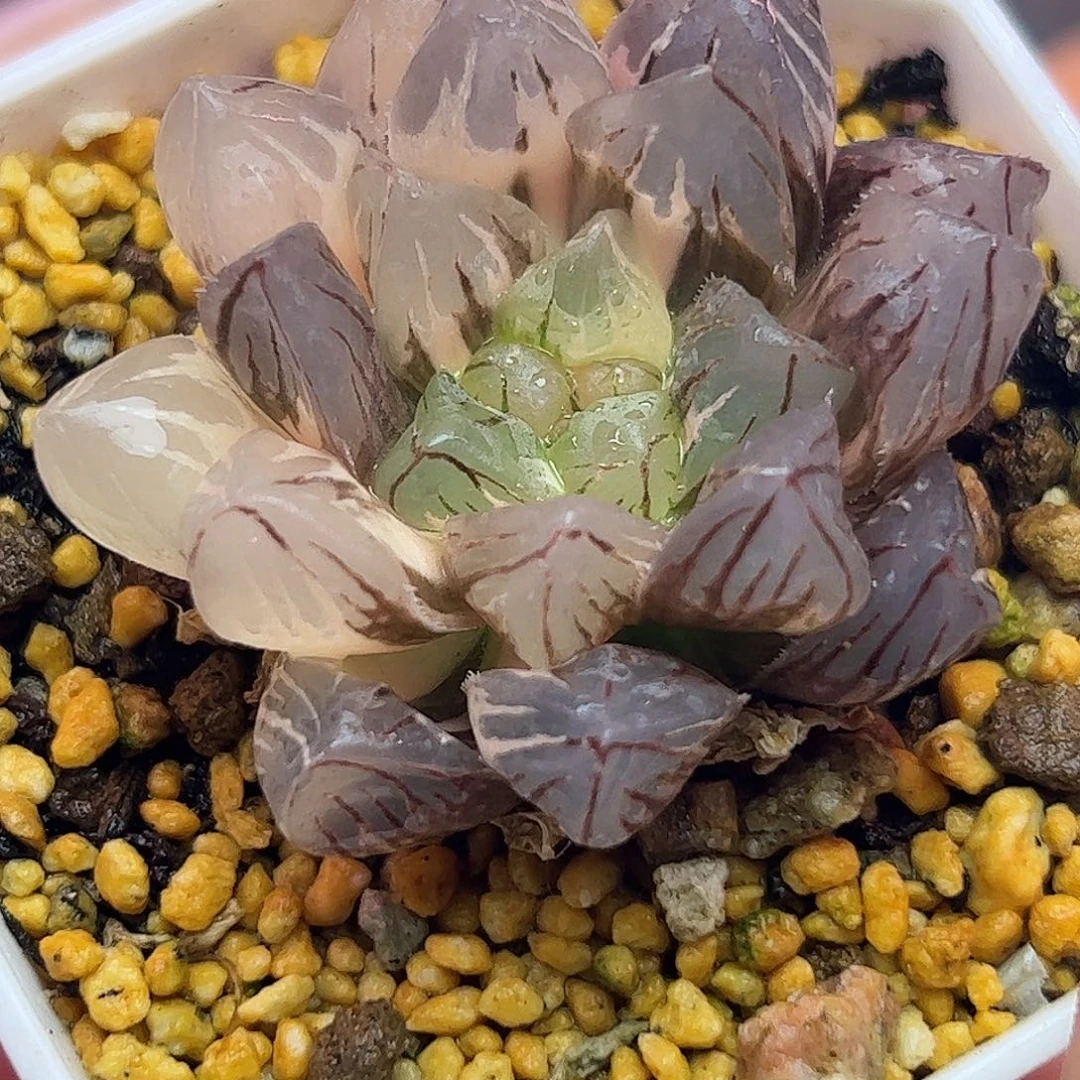 om锦十二卷多肉植物