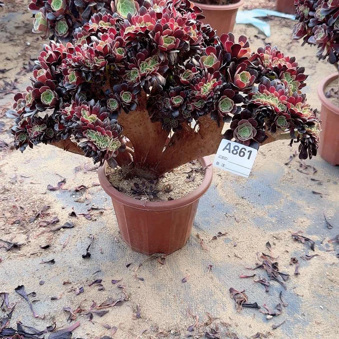 861欧紫朵朵一颗呀呀