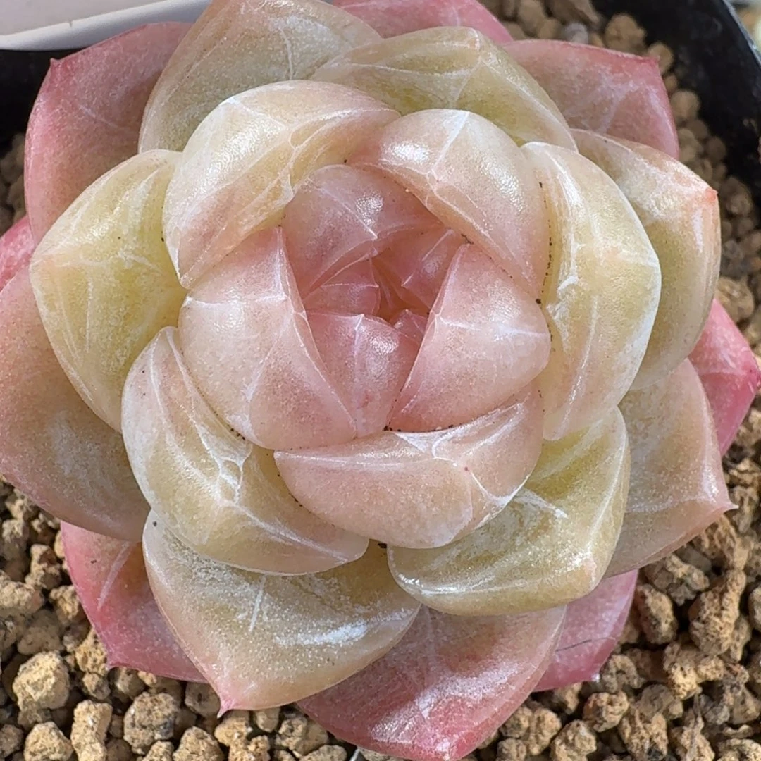 0104-58-宜修单头一颗母本