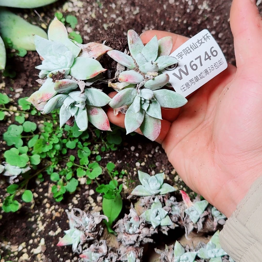 6746刘丹拇指杂多肉