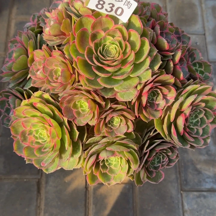 用****9粉花妖宝塔830肉肉