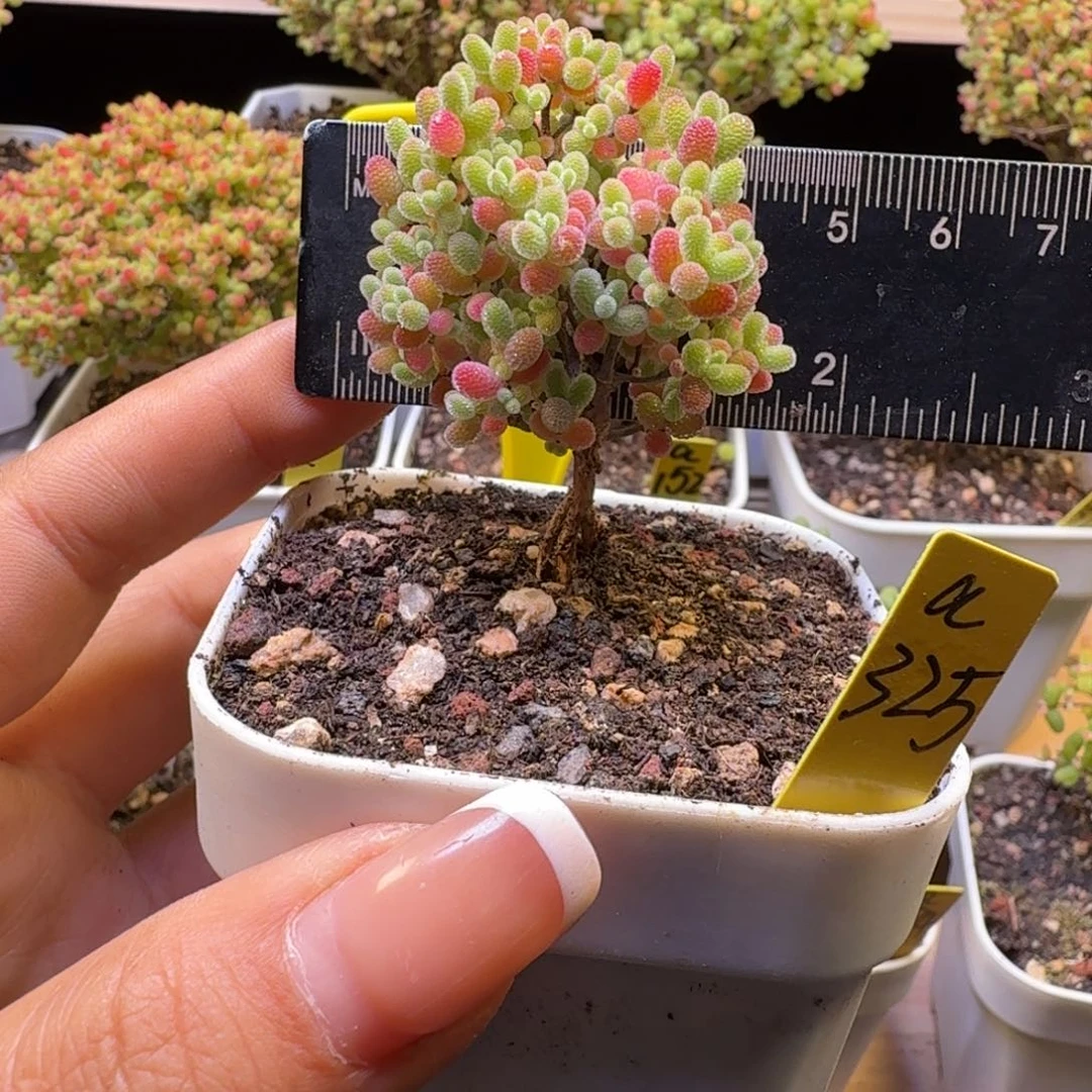 a325号橘子糖冠服4.5厘米左右