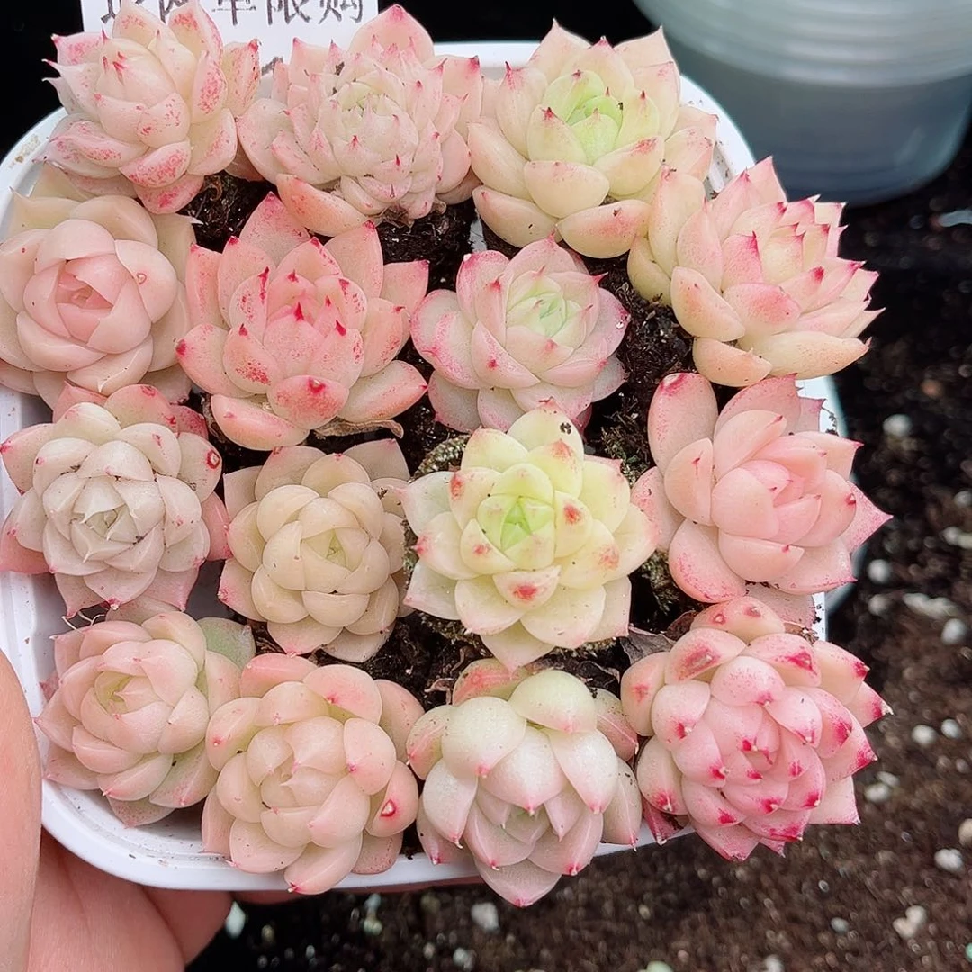 1-114 新疆西藏内蒙不发12.8包邮