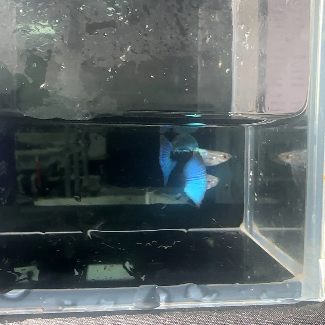 孔雀鱼关注主播可以竞拍
