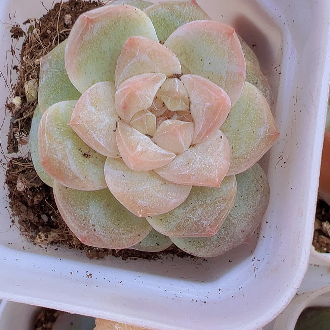 冰钻19包邮多肉植物