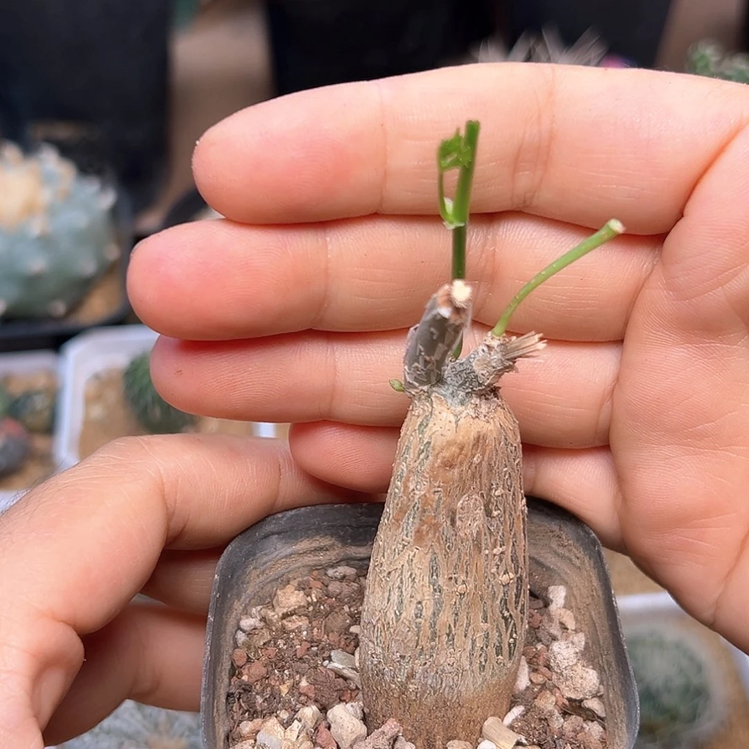 无花朵枫叶苦瓜块根