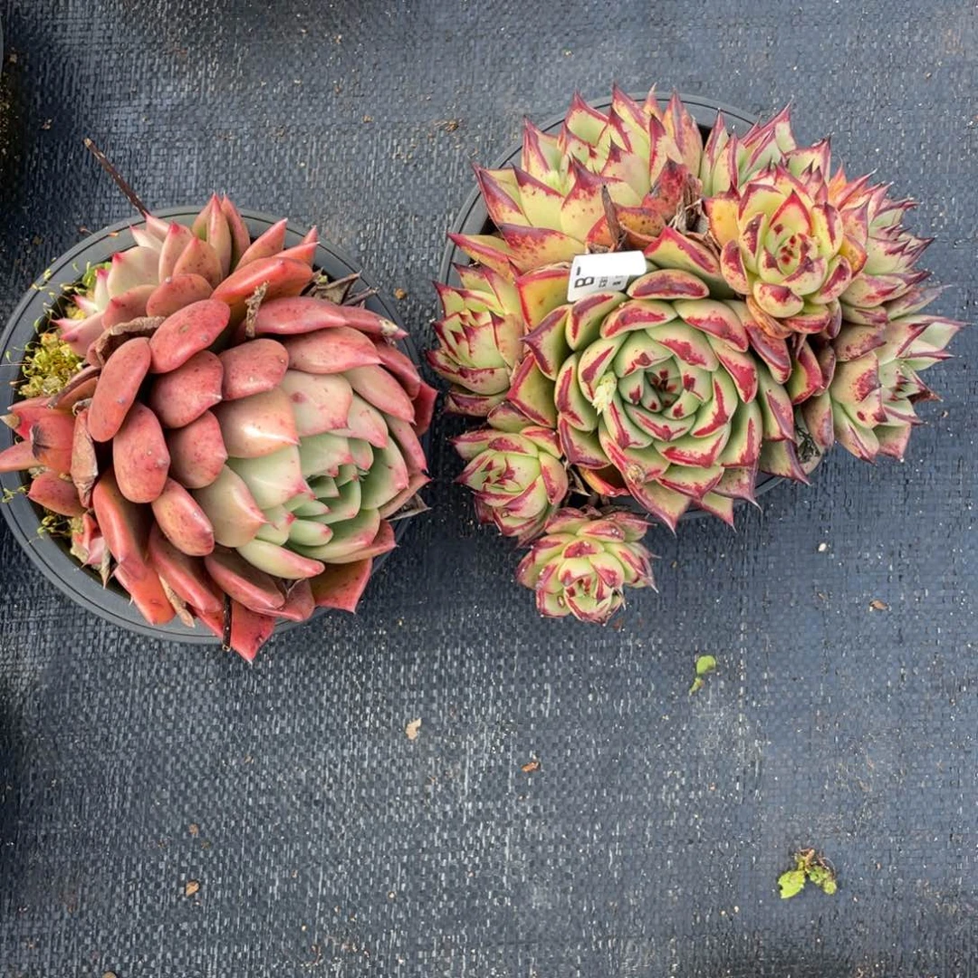 大***贝无花朵若如东云组拍B743