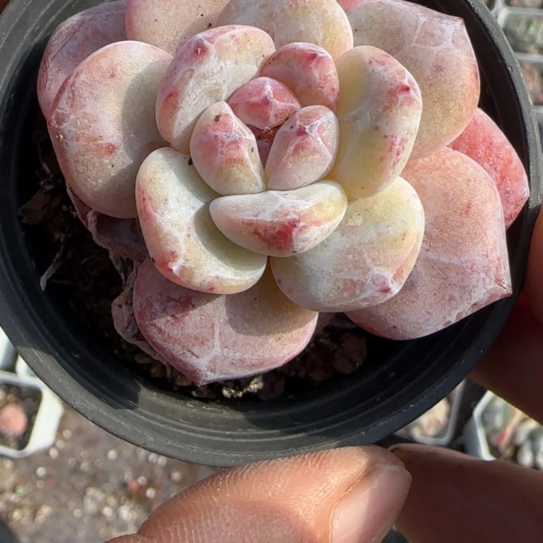 小卡拉米糖心一物一拍