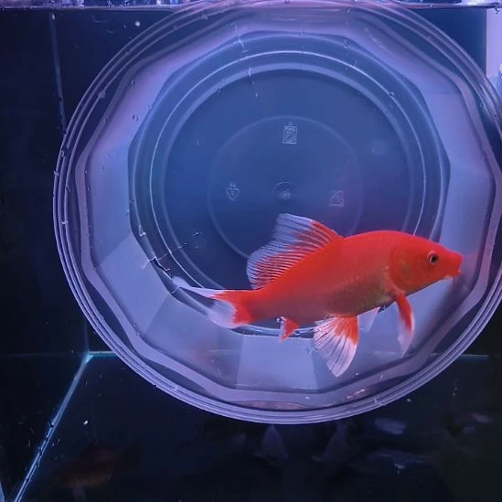 海水鱼红色普身蝴蝶鲤