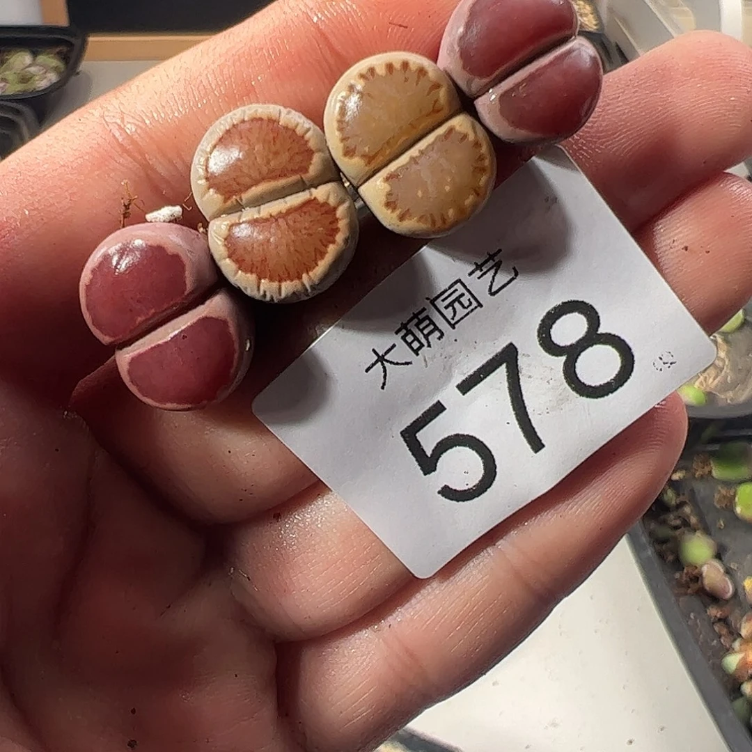 一物一拍。         578