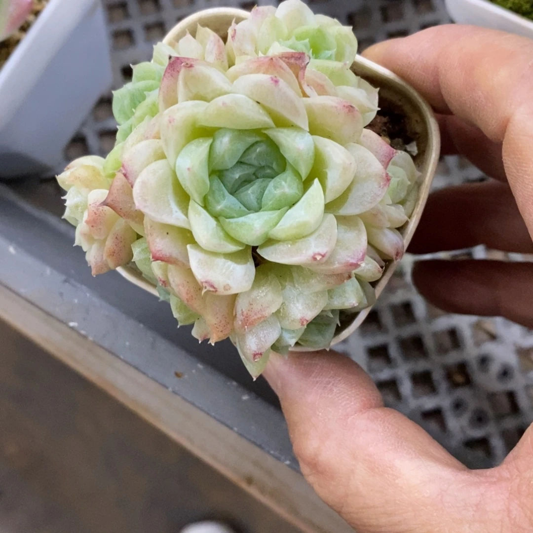 精品多肉一物一拍不包整135