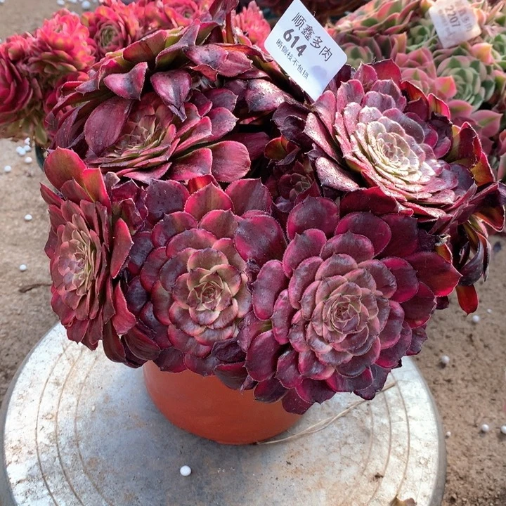 614水墨画多肉植物