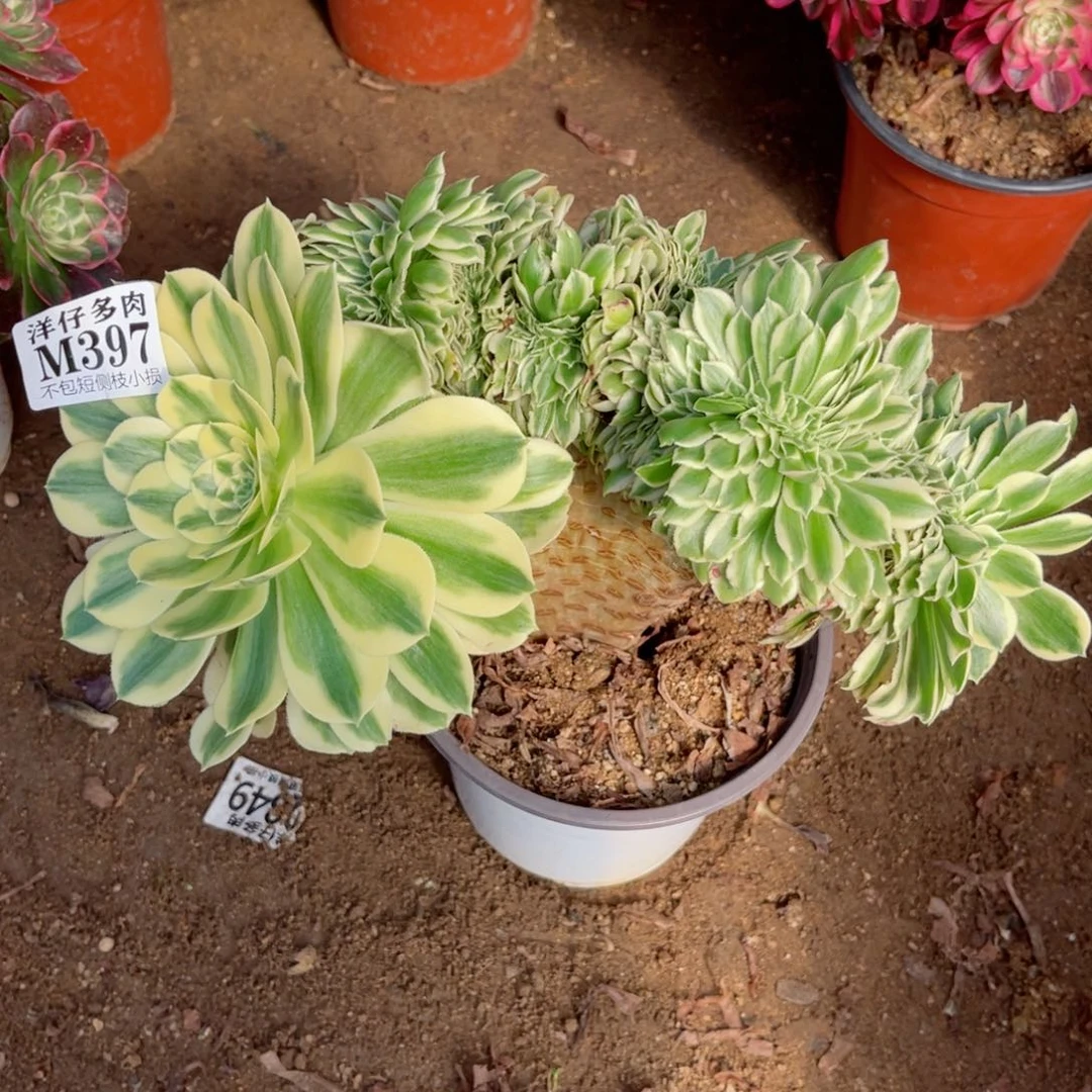 397迈巴赫缀 冠幅25左右