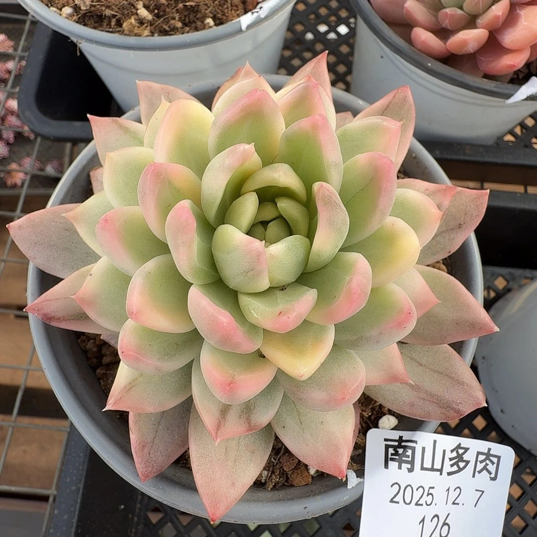 冰心公主锦1111127-126