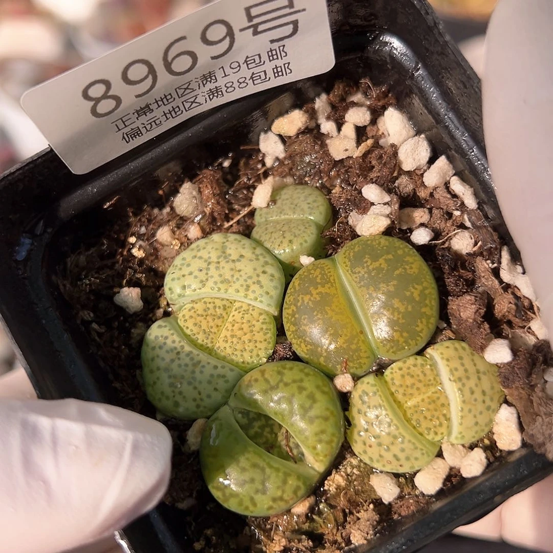 好养易活生石花大母本8969