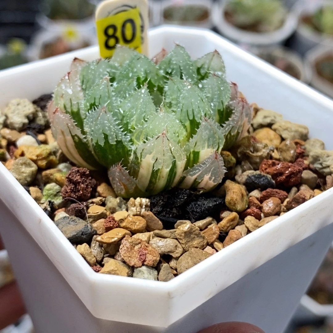80玄冰玉露锦一物一图