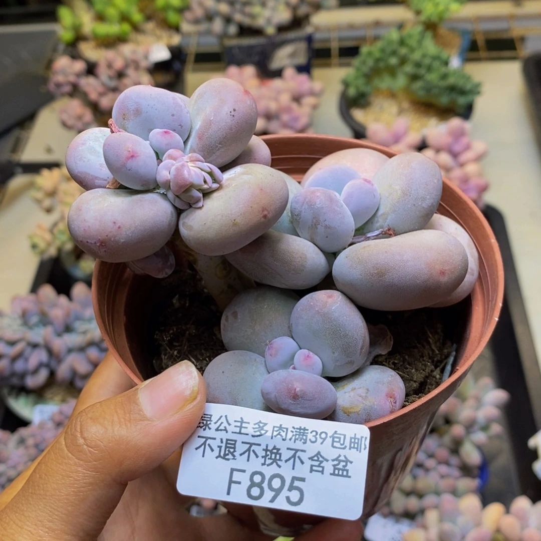 895大叶奶多肉9cm