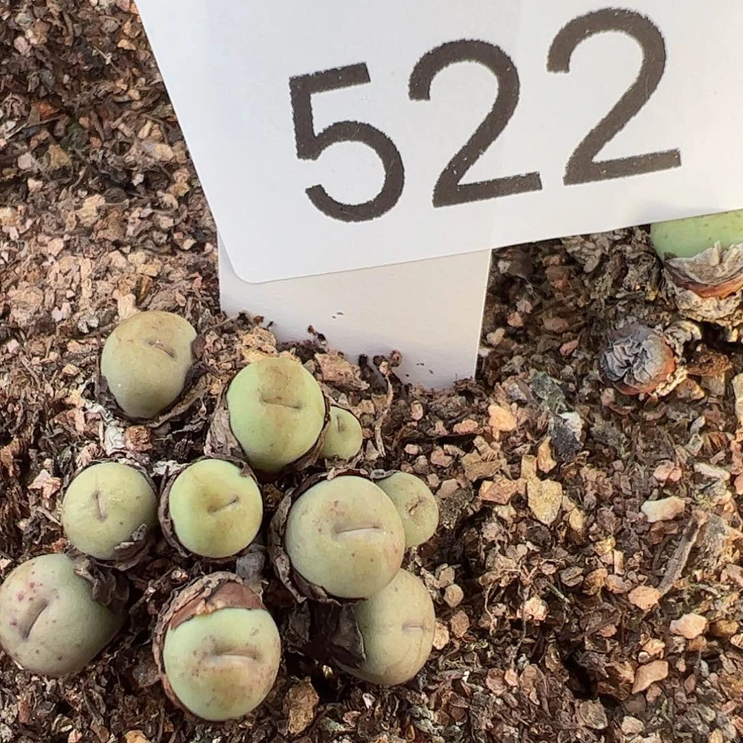 一物一拍脱土发。   522