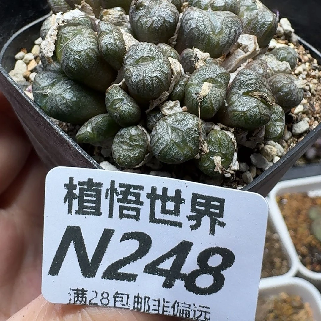 多肉植物的是一gbnjm