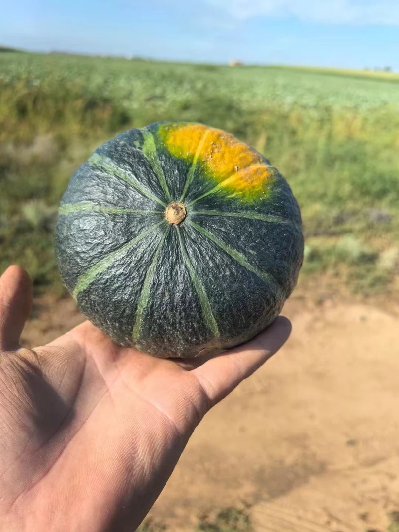 正宗内蒙贝贝南瓜沙地粉糯香甜板栗味过节送礼中秋可作宝宝辅食