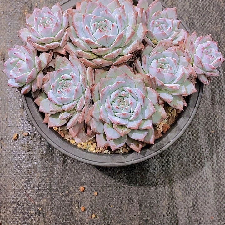戒***初粉蓝鸟多肉植物老桩