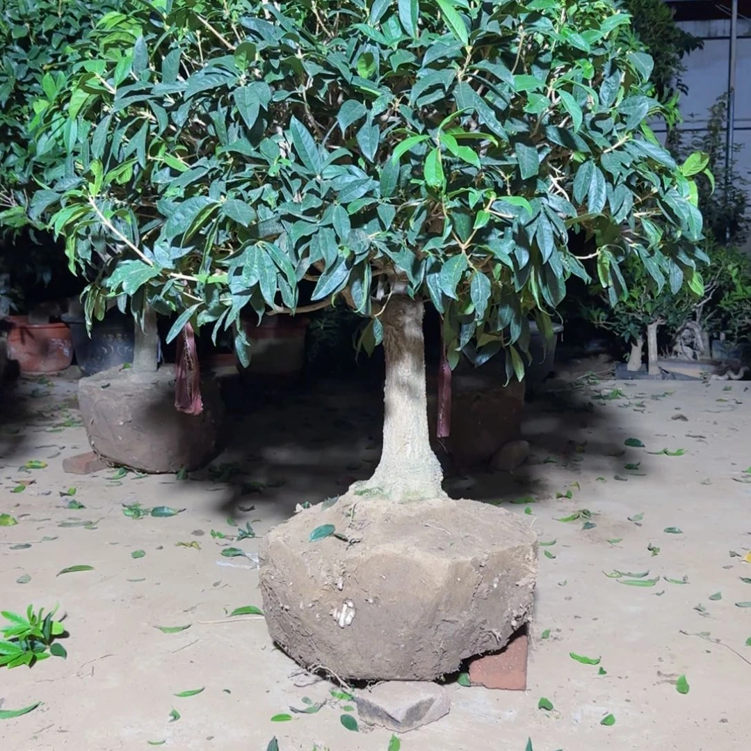 拼***搏无花朵桂花。四季桂系列